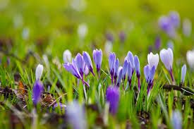 35,000 Crocus Corms have been planted in Guernsey by Bernie's Gardening Services