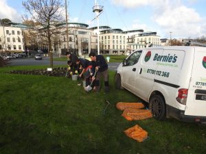 Bernie's Grdening Services team volunteering to plant 35,000 Crocus Corms