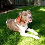 Pet friendly artificial grass showing pit bull dog relaxing on artificial grass in garden.