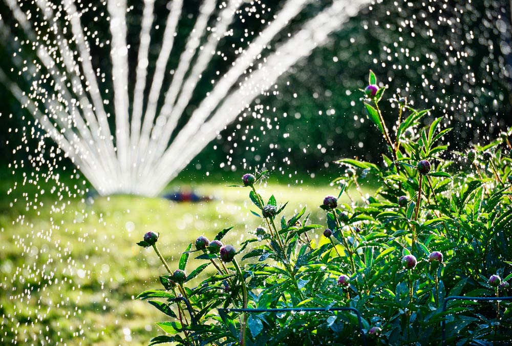 watering garden lawn